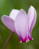 Pink Cyclamen